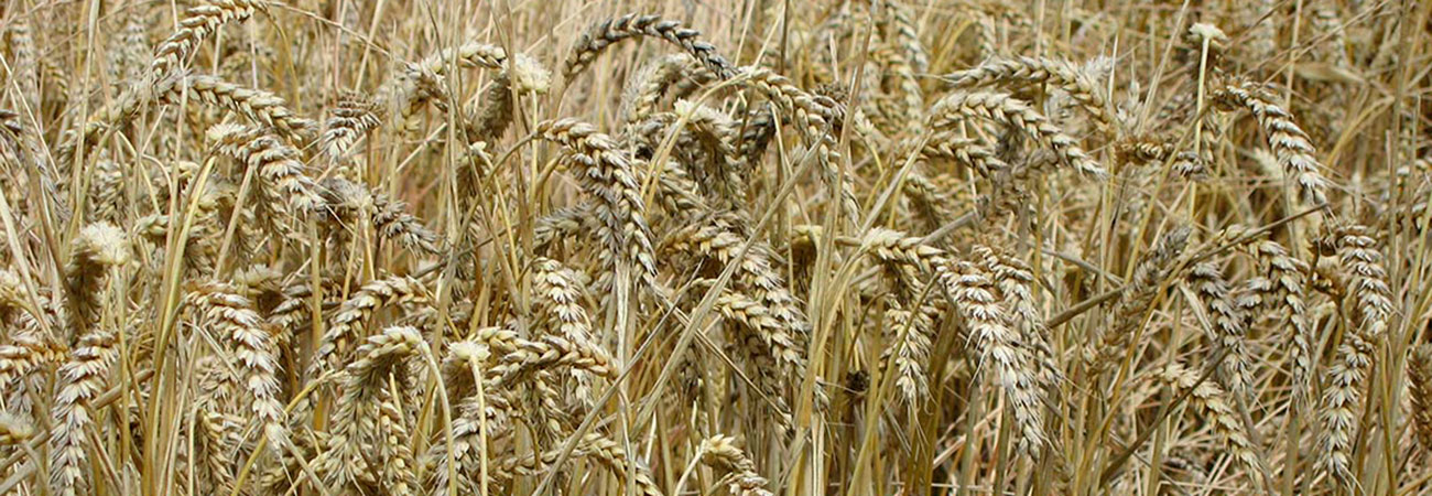 Views of Heddington in Wiltshire